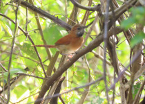 13-Day Guyana and Guiana Shield Birding with Hugo Foxonet