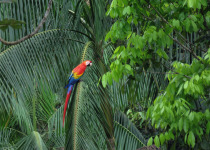 13-Day Guyana and Guiana Shield Birding with Hugo Foxonet