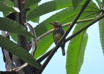 13-Day Guyana and Guiana Shield Birding with Hugo Foxonet