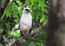 13-Day Guyana and Guiana Shield Birding with Hugo Foxonet