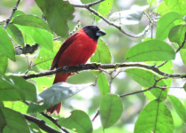 13-Day Guyana and Guiana Shield Birding with Hugo Foxonet