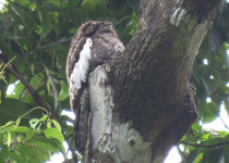 13-Day Guyana and Guiana Shield Birding with Hugo Foxonet