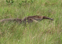 13-Day Guyana and Guiana Shield Birding with Hugo Foxonet