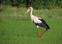 13-Day Guyana and Guiana Shield Birding with Hugo Foxonet