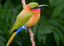 14-Day Uganda Birding for Special Species