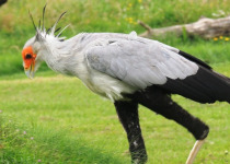 30-Day Hardcore Uganda Birding Safari