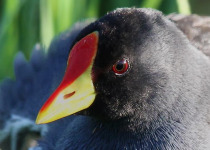 30-Day Hardcore Uganda Birding Safari
