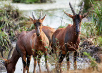 30-Day Hardcore Uganda Birding Safari