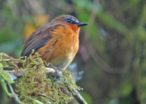 30-Day Hardcore Uganda Birding Safari