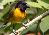 30-Day Hardcore Uganda Birding Safari
