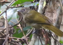 30-Day Hardcore Uganda Birding Safari