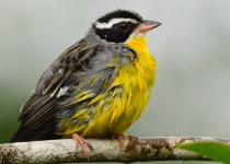 30-Day Hardcore Uganda Birding Safari