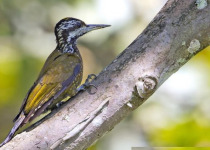 30-Day Hardcore Uganda Birding Safari