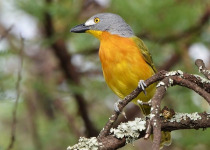 30-Day Hardcore Uganda Birding Safari