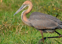 30-Day Hardcore Uganda Birding Safari