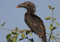 30-Day Hardcore Uganda Birding Safari