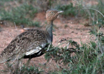 30-Day Hardcore Uganda Birding Safari