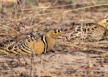 30-Day Hardcore Uganda Birding Safari