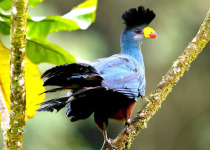 21-Day Multi-Habitat Uganda Birding Tour