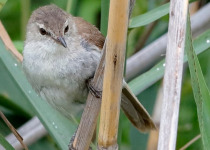 21-Day Multi-Habitat Uganda Birding Tour