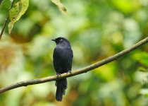 21-Day Multi-Habitat Uganda Birding Tour