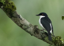 21-Day Multi-Habitat Uganda Birding Tour