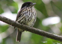 21-Day Multi-Habitat Uganda Birding Tour