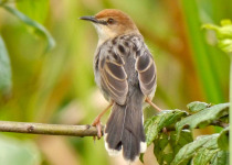 21-Day Multi-Habitat Uganda Birding Tour