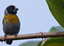21-Day Multi-Habitat Uganda Birding Tour