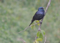 21-Day Multi-Habitat Uganda Birding Tour