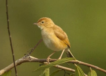 21-Day Multi-Habitat Uganda Birding Tour