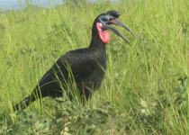 21-Day Multi-Habitat Uganda Birding Tour