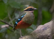 17-Day Uganda Birding and Wildlife Safari