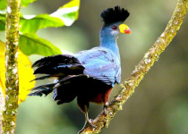 17-Day Uganda Birding and Wildlife Safari