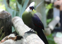 17-Day Uganda Birding and Wildlife Safari