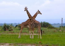 17-Day Uganda Birding and Wildlife Safari