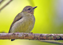 17-Day Uganda Birding and Wildlife Safari