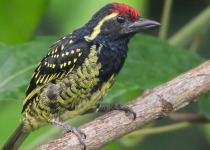 17-Day Uganda Birding and Wildlife Safari