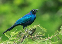 17-Day Uganda Birding and Wildlife Safari