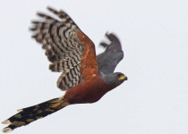 17-Day Uganda Birding and Wildlife Safari