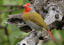17-Day Uganda Birding and Wildlife Safari