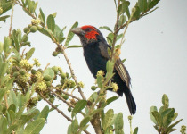 17-Day Uganda Birding and Wildlife Safari