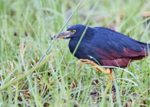 17-Day Uganda Birding and Wildlife Safari