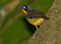 17-Day Uganda Birding and Wildlife Safari