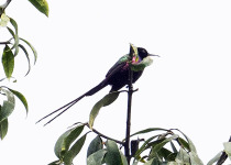 16-Day Albertine Rift Endemic Birding Safari