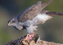 16-Day Albertine Rift Endemic Birding Safari