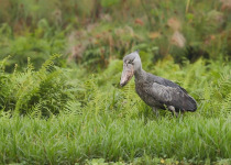 16-Day Albertine Rift Endemic Birding Safari