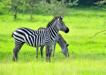 16-Day Albertine Rift Endemic Birding Safari
