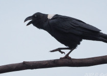 16-Day Albertine Rift Endemic Birding Safari