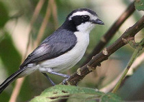16-Day Albertine Rift Endemic Birding Safari